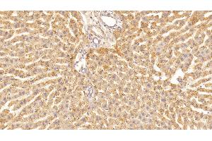 Detection of VEGFA in Rat Liver Tissue using Monoclonal Antibody to Vascular Endothelial Growth Factor A (VEGFA) (VEGFA antibody  (AA 27-214))