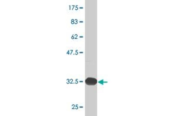 DUSP1 antibody  (AA 305-367)