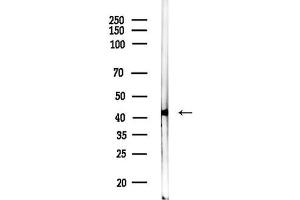 Western blot analysis of lysates from HUVEC cells, using Phospho-MKK7 (Thr275) Antibody at 1/1000 dilution.