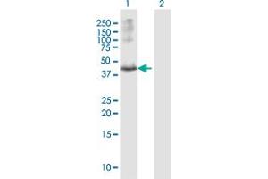 Western Blot analysis of OBFC1 expression in transfected 293T cell line by OBFC1 MaxPab polyclonal antibody. (OBFC1 antibody  (AA 1-368))