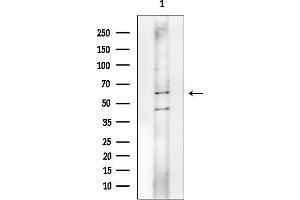 anti-Spinster Homolog 2 (SPNS2) antibody