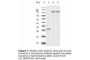 Image no. 2 for anti-Dynamin 2 (DNM2) antibody (ABIN232118)