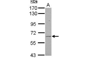 Image no. 2 for anti-Frizzled Family Receptor 9 (FZD9) (N-Term) antibody (ABIN1494023) (FZD9 antibody  (N-Term))