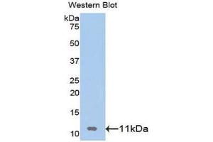 Western Blotting (WB) image for anti-Insulin-Like Growth Factor 2 (IGF2) (AA 25-91) antibody (ABIN3209571) (IGF2 antibody  (AA 25-91))