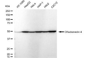 Western blotting analysis using Olfactomedin 4 antibody (ABIN7799698). (Recombinant Olfactomedin 4 antibody)