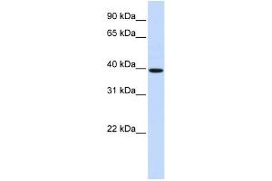 WB Suggested Anti-HOXB3 Antibody Titration: 0.