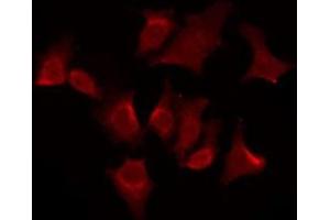 OR51G2 antibody  (Internal Region)