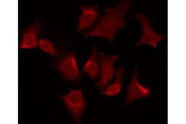 OR51G2 antibody  (Internal Region)