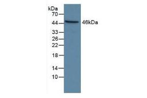 Western Blotting (WB) image for Caspase 9, Apoptosis-Related Cysteine Peptidase (CASP9) ELISA Kit (ABIN6574179)