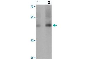 Western blot analysis of GDF1 in rat lung tissue with GDF1 polyclonal antibody  at (1) 1 and (2) 2 ug/mL.
