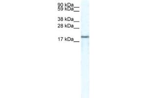 Western Blotting (WB) image for anti-Chemokine (C-X-C Motif) Ligand 14 (CXCL14) antibody (ABIN2463695) (CXCL14 antibody)