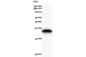 Western Blotting (WB) image for anti-Eukaryotic Translation Initiation Factor 2 Subunit 1 (EIF2S1) antibody (ABIN933102) (EIF2S1 antibody)