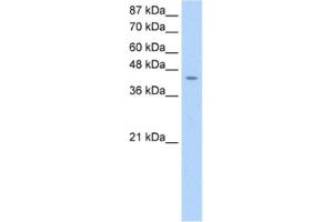 Western Blotting (WB) image for anti-Homer Homolog 1 (HOMER1) antibody (ABIN2462038) (HOMER1 antibody)