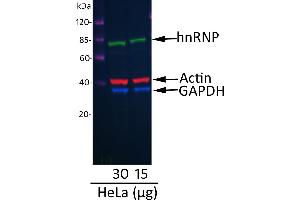 Western Blotting (WB) image for Donkey anti-Goat IgG (Heavy & Light Chain) antibody (DyLight 488) - Preadsorbed (ABIN7446332)