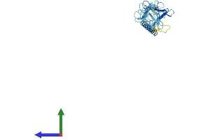 Protein Structure (PS) image for Sarcoglycan, delta (35kDa Dystrophin-Associated Glycoprotein) (SGCD) (AA 1-289) protein (His tag) (ABIN7546163)