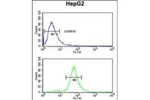 FBXL5 Antibody (N-term) (ABIN653358 and ABIN2842834) flow cytometric analysis of HepG2 cells (bottom histogram) compared to a negative control cell (top histogram). (FBXL5 antibody  (N-Term))