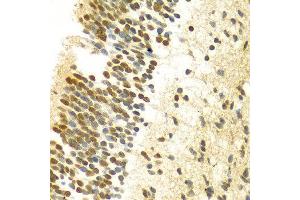 Immunohistochemistry of paraffin-embedded Human embryo brain using MYSM1 antibody at dilution of 1:100 (x400 lens). (MYSM1 antibody  (C-Term))