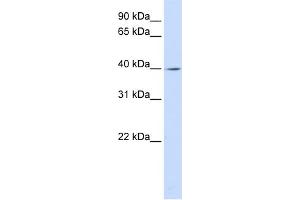 WB Suggested Anti-LRRC28 Antibody Titration: 0. (LRRC28 antibody  (C-Term))