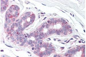 Anti-SLC39A6 antibody  ABIN960810 IHC staining of human breast.