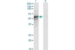 Western Blot analysis of PAIP1 expression in transfected 293T cell line by PAIP1 monoclonal antibody (M02A), clone 7E7. (PAIP1 antibody  (AA 76-185))