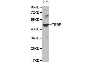 Western blot analysis of extracts of 293 cell line, using TERF1 antibody. (TRF1 antibody  (AA 240-419))