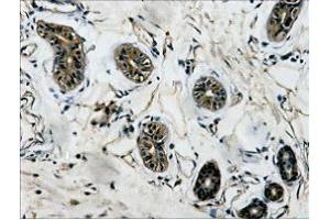 Immunohistochemical staining (Formalin-fixed paraffin-embedded sections) of human colon tissue. (TUBB3 antibody  (C-Term))