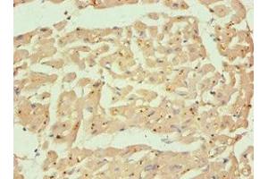 Immunohistochemistry of paraffin-embedded human heart tissue using ABIN7146530 at dilution of 1:100 (CAPNL1 antibody  (Catalytic Subunit))