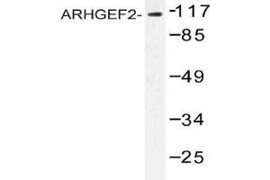 Western blot (WB) analysis of ARHGEF2 antibody in extracts from NIH cells. (ARHGEF2 antibody)