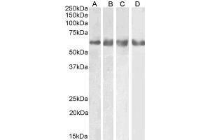 ABIN5539829 (0. (GABRG2 antibody  (AA 384-396))