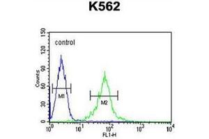 Flow cytometric analysis of K562 cells using GAS2L1 Antibody (C-term) Cat-No AP51782PU-N (right histogram) compared to a negative control cell (left histogram). (GAS2L1 antibody  (C-Term))