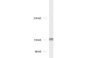 dilution: 1 : 1000, sample: rat brain homogenate (GRIK2 antibody  (C-Term))