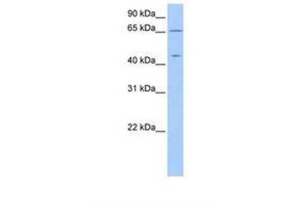 ZPLD1 antibody  (AA 336-385)