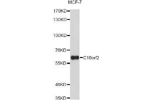 Western blot analysis of extracts of MCF-7 cells, using C10orf2 Antibody (ABIN5973049) at 1/1000 dilution.