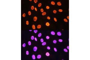 Immunofluorescence analysis of H9C2 cells using MEIS1 Rabbit pAb (ABIN7268449) at dilution of 1:100.