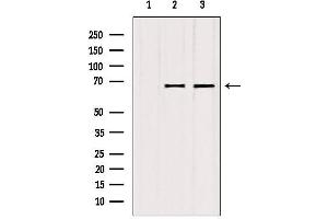 Western blot analysis of extracts from various samples, using ATP6V1A antibody. (ATP6V1A antibody  (C-Term))
