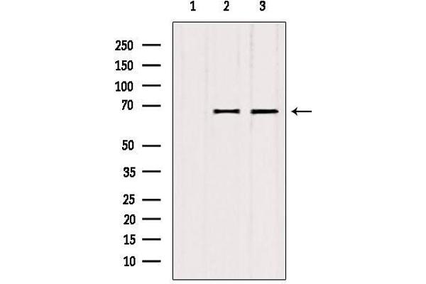 ATP6V1A antibody  (C-Term)