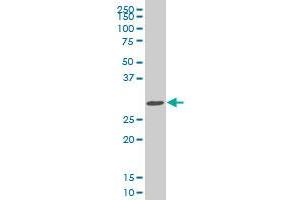 SIX3 monoclonal antibody (M04), clone 1A2. (SIX3 antibody  (AA 273-332))