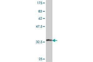 Western Blot detection against Immunogen (37. (RPL26L1 antibody  (AA 1-100))