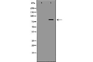 Western blot analysis of Mouse brain lysate, using APBB1 Antibody. (FE65 antibody  (C-Term))