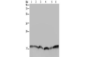 Western Blotting (WB) image for anti-Ras Homolog Enriched in Brain (RHEB) antibody (ABIN2433456) (RHEB antibody)