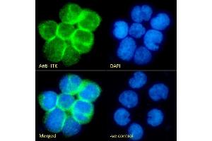(ABIN1589997) Immunofluorescence analysis of paraformaldehyde fixed Jurkat cells immobilized on ShifixTM coverslip, permeabilized with 0. (ITK antibody  (Internal Region))