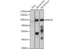 Western blot analysis of extracts of various cell lines, using P antibody (ABIN7269170) at 1:1000 dilution. (PAPD5 antibody  (AA 480-590))
