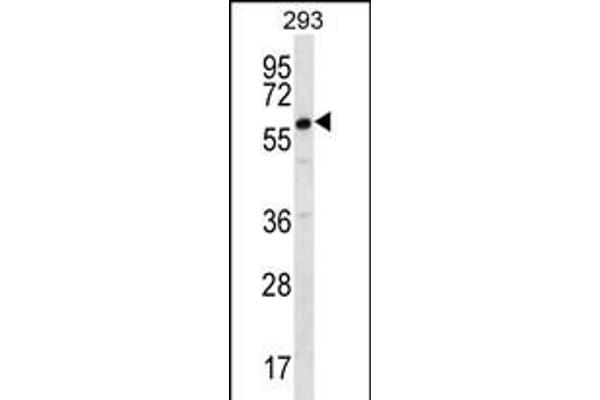 DAZ2 antibody  (C-Term)
