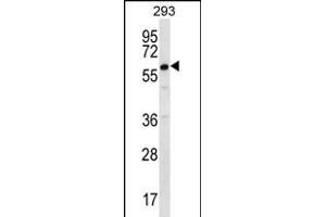 DAZ2 Antibody (C-term) (ABIN656229 and ABIN2845544) western blot analysis in 293 cell line lysates (35 μg/lane). (DAZ2 antibody  (C-Term))
