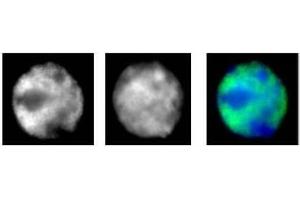 RNA pol II antibody (mAb) (Clone 1F4B6) tested by immunofluorescence. (POLR2A/RPB1 antibody)