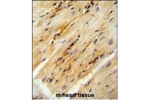 GPD1L antibody (N-term) (ABIN654680 and ABIN2844374) immunohistochemistry analysis in formalin fixed and paraffin embedded mouse heart tissue followed by peroxidase conjugation of the secondary antibody and DAB staining. (GPD1L antibody  (N-Term))