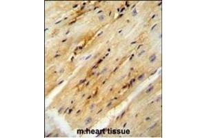 GPD1L antibody (N-term) (ABIN654680 and ABIN2844374) immunohistochemistry analysis in formalin fixed and paraffin embedded mouse heart tissue followed by peroxidase conjugation of the secondary antibody and DAB staining. (GPD1L antibody  (N-Term))