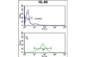 TSN1 Antibody (Center) (ABIN652638 and ABIN2842428) flow cytometry analysis of HL-60 cells (bottom histogram) comred to a negative control cell (top histogram). (TSPAN1 antibody  (AA 140-167))