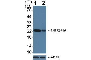 Knockout Varification: Lane 1: Wild-type Hela cell lysate; Lane 2: TNFRSF1A knockout Hela cell lysate; Predicted MW: 50,38,25kDa Observed MW: 23kDa Primary Ab: 3µg/ml Rabbit Anti-Human TNFRSF1A Antibody Second Ab: 0. (TNFRSF1A antibody  (AA 248-428))