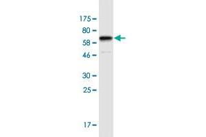 Western Blot detection against Immunogen (68. (CUEDC1 antibody  (AA 1-386))